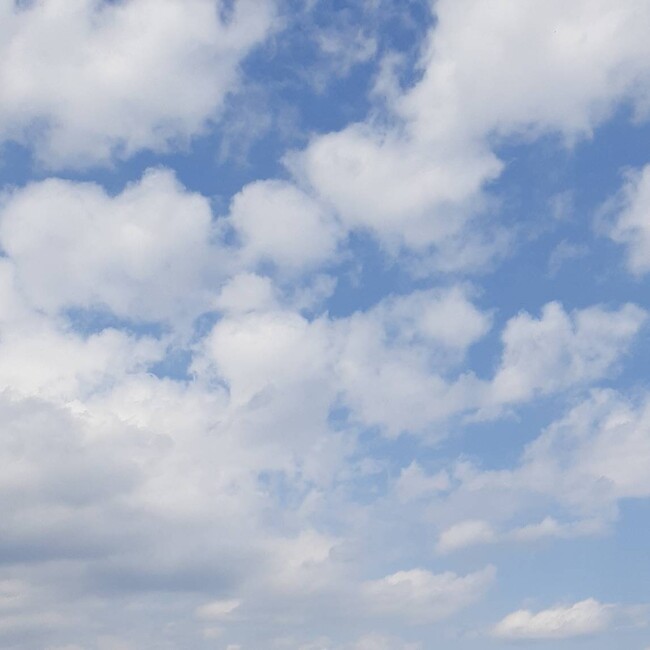 しょう子のカバー写真