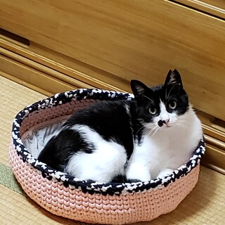 穏やか遊び好きなやすこちゃん