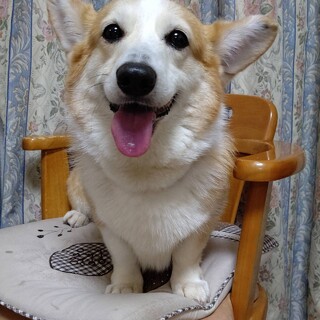 コーギー『ココ』♀️推定８才
