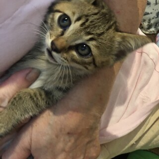 仲良し3姉弟☆他にも多数子猫保護しています☆