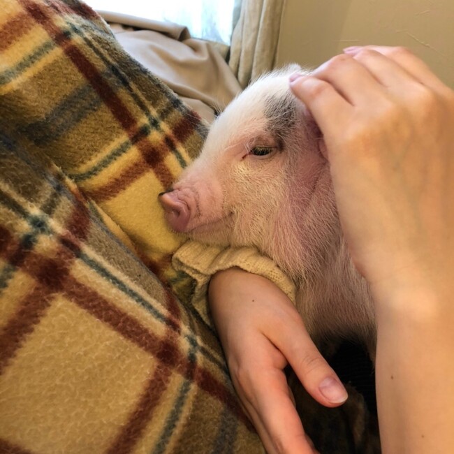 ＊むかい＊のカバー写真