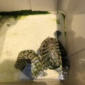亀の仲良しカップル。