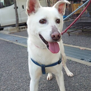 【助けてください】笑顔が可愛い迷子ワンコ