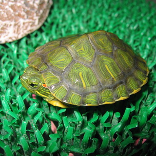 ミドリガメ(幼亀)の里親募集