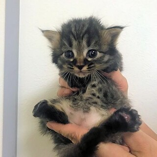 ＜はるな♀＞譲渡決定しました！