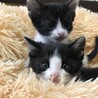 1ヶ月の子猫 サムネイル2