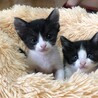 1ヶ月の子猫 サムネイル3