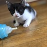 1ヶ月の子猫 サムネイル4