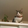 上から見張られてる〜