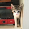 の写真