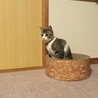 の写真