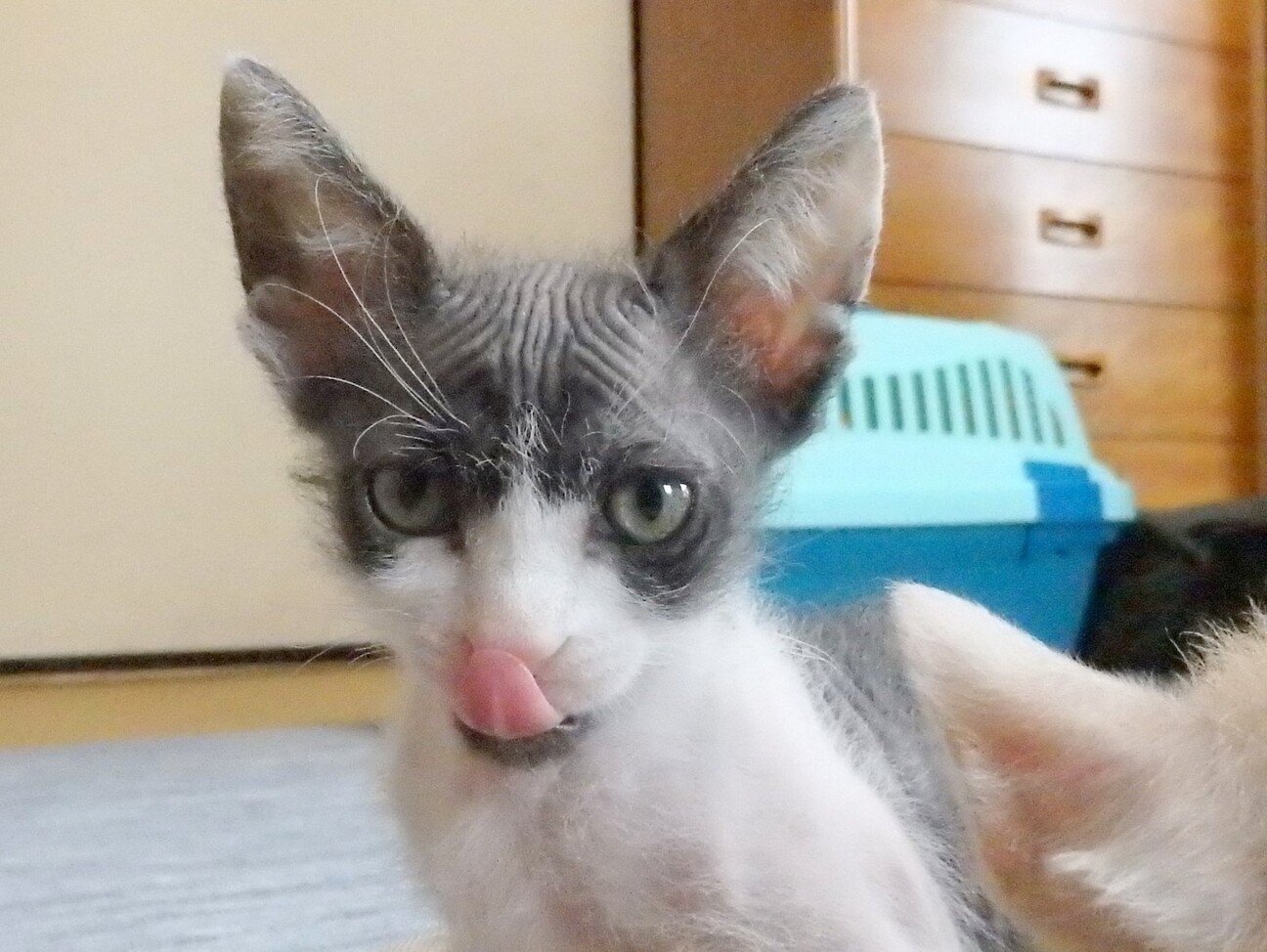 あやちゃん スフィンク 奈良県 猫の里親募集 ペットのおうち 月間利用者150万人