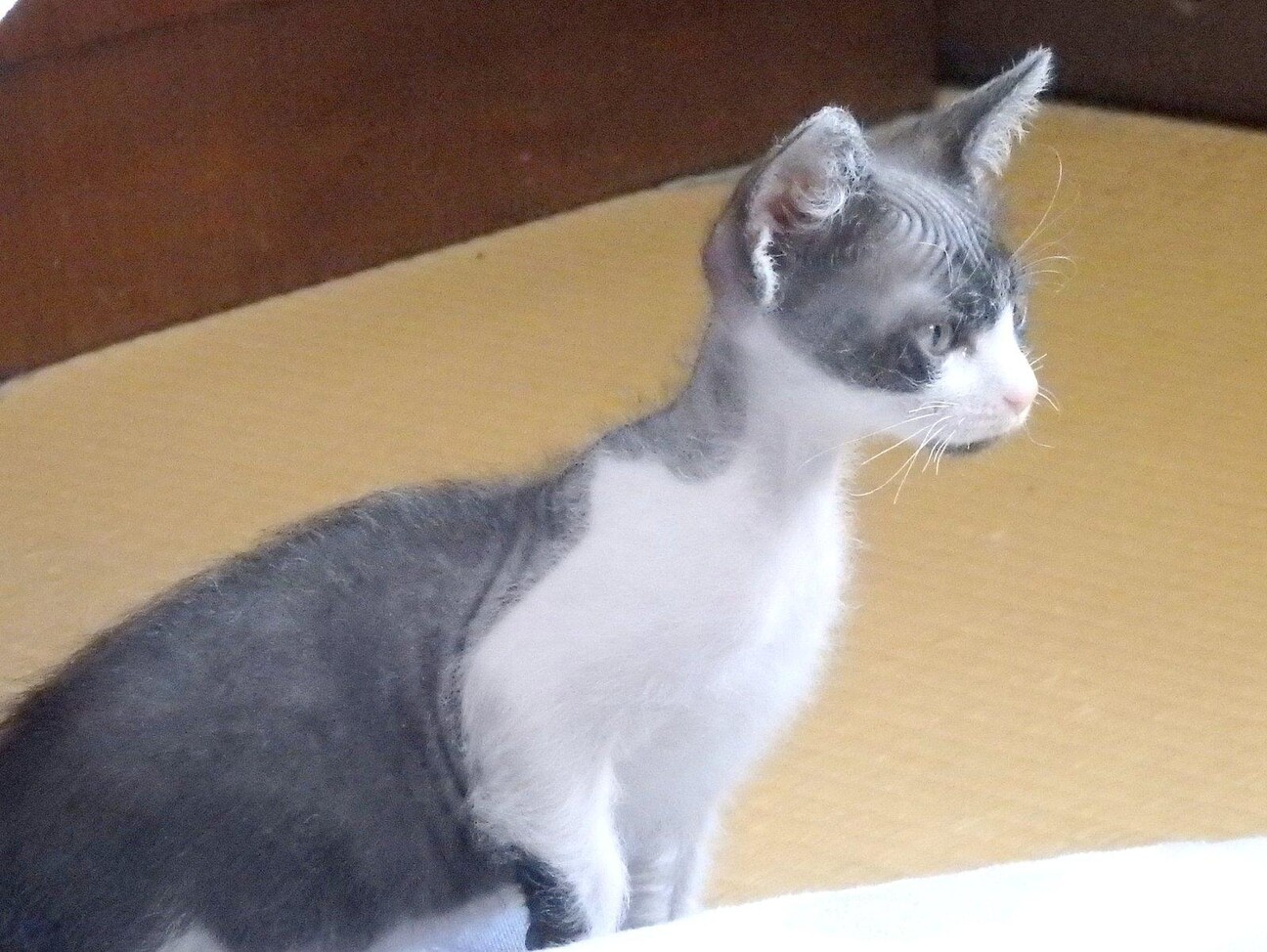 あやちゃん スフィンク 奈良県 猫の里親募集 ペットのおうち 月間利用者150万人