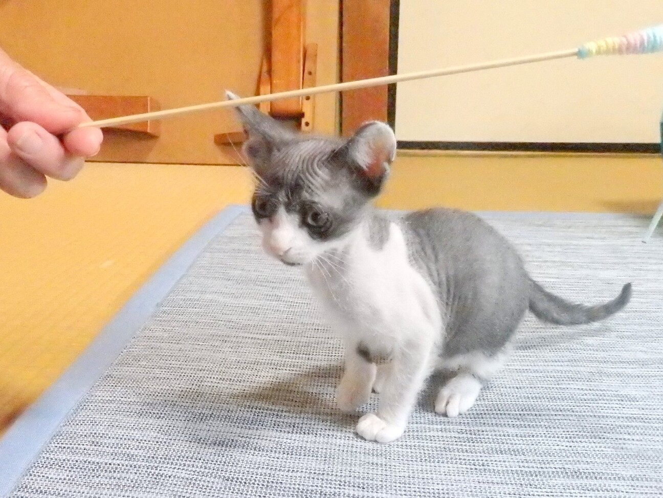 あやちゃん スフィンク 奈良県 猫の里親募集 ペットのおうち 月間利用者150万人