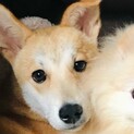 ちょっぴり臆病ですが穏やかで優しいサンディ君