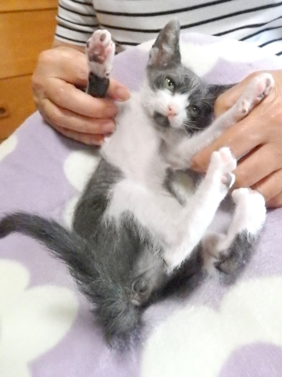 あやちゃん スフィンク 奈良県 猫の里親募集 ペットのおうち 月間利用者150万人