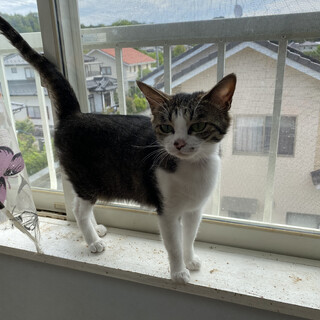 3歳メス　キジシロ