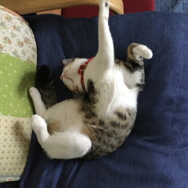 の写真