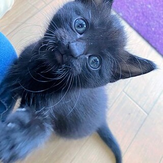 ＜せりな♂＞長毛黒の男の子