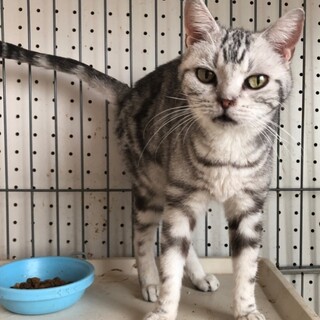 キュートで懐っこいアメショー女の子