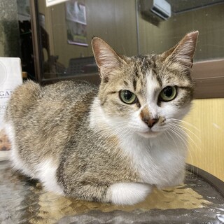 なれなれ♡アタイちゃん♀3歳くらい