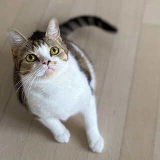 立ち耳の女の子