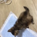 1か月の赤ちゃん