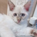【子猫】綺麗な目の女の子
