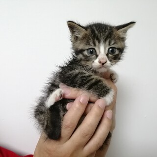 元気いっぱいキジ白