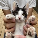 急募！動物病院保護の子猫