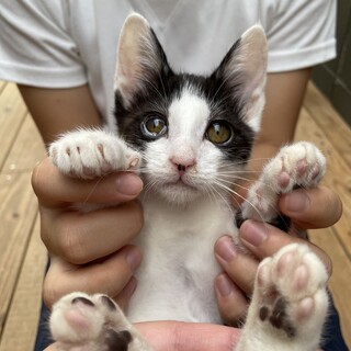 急募！動物病院保護の子猫