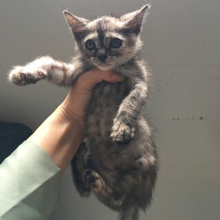 側溝に落ちていたサビ子猫ちゃん（╹◡╹）