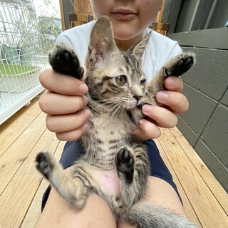 急募！動物病院に保護中の子猫