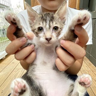 急募！動物病院で保護中の子猫