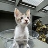 急募！動物病院で保護中の子猫 サムネイル2