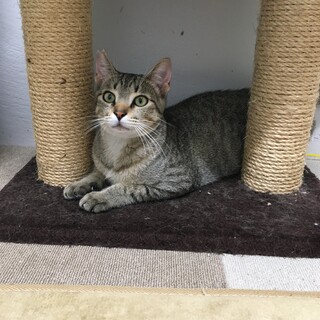 鳴き声が可愛いオスのキジトラ子猫！