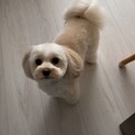 MIXのかわいい2.5kgのぱふちゃんです。