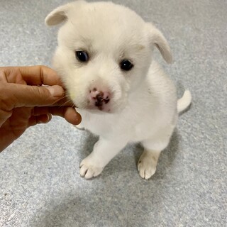 里親さま決まりました☆