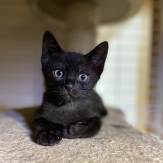 【毎週日曜譲渡会】個別面会可能