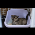 可愛いサビ猫ﾁｬﾝ…