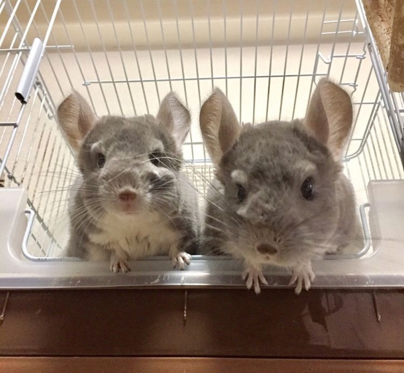 チンチラ バイオレットの 愛知県 小動物の里親募集 ペットのおうち 月間利用者150万人