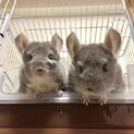 チンチラ　バイオレットの双子　オス2匹