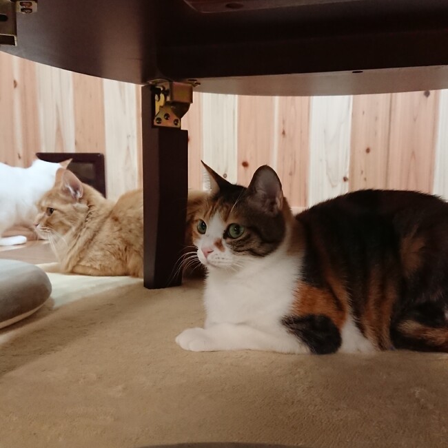 nekojikanのカバー写真