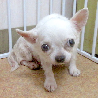 家庭生活学習中、綺麗好きなチワワの女子てるこ