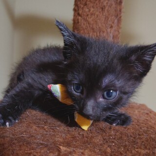 かわいい黒猫●めぐむくん●