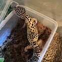 レオパ✴︎ハイイエロー✴︎元気な子です