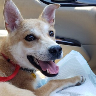 奈良市の犬の里親募集情報まとめ ペットのおうち 月間利用者150万人