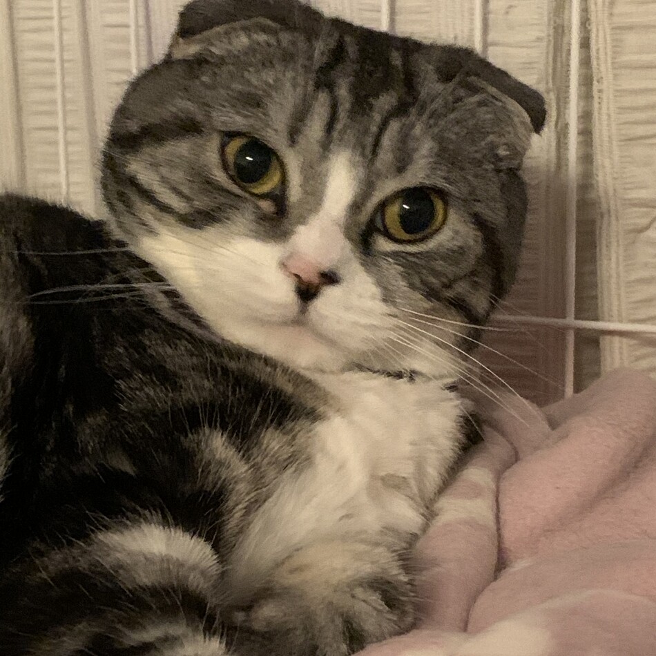 TIFFANYのカバー写真
