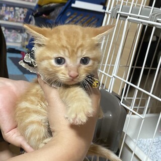 生後１ヶ月　チャトラちゃん