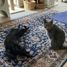 姉妹写真